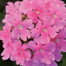 Verbena Quartz XP Pink Flower 50 Verbena Seeds Fresh Garden