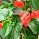Begonia Dragon Wing Red Begonia 15 Pelleted Seeds Fresh Garden