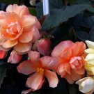 15 Begonia Illumination Peaches And Cream Pelleted flower Seeds Fresh Garden 15 Begonia Illumination Peaches And Cream Pelleted flower Seeds Fresh Garden