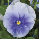 50 Pansy Delta Premium Pure Light Blue Seeds Fresh Garden