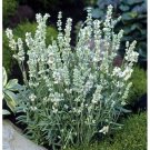 Lavender Lavandula Ellagance Snow 50 Seeds Fresh Garden