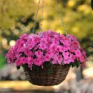 50 Impatiens Super Elfin XP Rose Flower Impatiens Seeds Fresh Garden