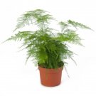 Asparagus Fern Plumosus Nanus Climbing Fern Asparagus 25 Seeds Fresh Garden
