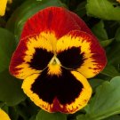 50 Pansy Majestic Giant Fire FLOWER Seeds Fresh Garden