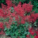 Heuchera Heuchera Bressingham Hybrids 50 Coral Bells Seeds Fresh Garden