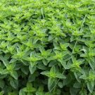 Pennyroyal Pennyroyal 250 Mint Seeds Fresh Garden