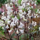 Penstemon Husker Red Superior 50 Seeds Fresh Garden