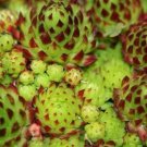 100 Hen & Chicks Mix Sempervivum Hybridum Seeds Fresh Garden