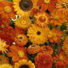 Wildflowers Orange Mix Wild Flower 500 Seeds Fresh Garden