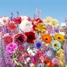 1000 Wildflower Early Bird Wildflower Mix Flower Mix Seeds Fresh Garden 1000 Wildflower Early Bird Wildflower Mix Flower Mix Seeds Fresh Garden