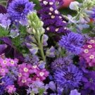 3 Wildflower Blue Mix Wild Flower 500 Seeds Fresh Garden