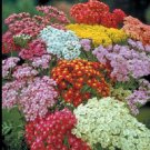100 Achillea Yarrow Summer Pastels Seeds Fresh Garden