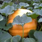 5 Pumpkin 25 Dills Atlantic Giant Pumpkin Seeds Fresh Garden