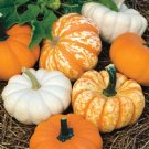 Mini Harvest Pumpkin Mini Pumpkin 25 Seeds Fresh Garden
