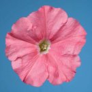 50 Pelleted Petunia Celebrity Salmon Seeds Fresh Garden