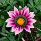 50 Gazania Day Pink Shades Flower Seeds Fresh Garden