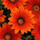 50 Gazania Day Bronze Flower Seeds Fresh Garden