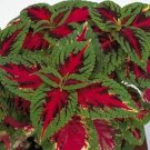 Coleus Rainbow Color Pride 50 Coleus Flower Seeds Fresh Garden