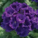 Verbena Tuscany Blue Verbena 25 Seeds Fresh Garden Verbena Tuscany Blue Verbena 25 Seeds Fresh Garden