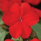 50 Impatiens Super Elfin XP Red Flower Impatiens Seeds Fresh Garden