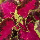 Coleus 50 Fairway Rose Flower Seeds Fresh Garden