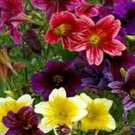 Painted Tongue 500 Flower Salpiglossis Flower Seeds Fresh Garden