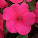 50 Impatiens Impreza Rose Flower Seeds Fresh Garden