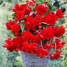 15 Begonia Trailing Cascade Beauty Scarlet Pelleted Seeds Fresh Garden