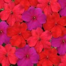 50 Impatiens Impreza Intense Mix Flower Seeds Fresh Garden