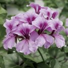 Film Coated Tornado Lilac 15 Geranium Trailing Geranium Seeds Fresh Garden