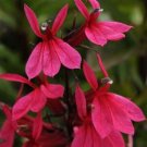 Lobelia 50 Pelleted Lobelia Starship Deep Rose Seeds Fresh Garden