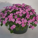 50 Impatiens Cascade Beauty Pink trailing Seeds Fresh Garden