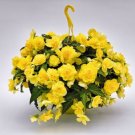 Begonia Joy Nonstop Yellow Semi Trailing 15 pelleted Seeds Fresh Garden