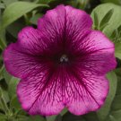 Petunia Hurrah Plum 50 Pelleted Flower Seeds Fresh Garden