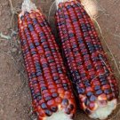 Ornamental Corn Bloody Butcher 50 Red Corn Corn Seeds Fresh Garden