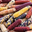 Corn Firecracker 100 Popcorn Seeds Fresh Garden Corn Firecracker 100 Popcorn Seeds Fresh Garden