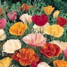 500 California Poppy Mission Bell Mix Poppy Seeds Fresh Garden