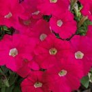 50 Pelleted Petunia Picobella Rose Seeds Fresh Garden