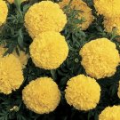 Marigold African Marigold Inca Yellow 25 Large Blooms Seeds Fresh Garden