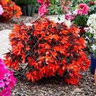 Bossa Nova Night Fever Papaya Trailing Begonia 15 Pelleted Seeds Fresh Garden