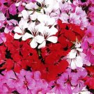 Geranium 15 Film Coated Tornado Mix Trailing Geranium Seeds Fresh Garden