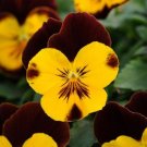 15 Pansy Cool Wave Sunshine And Wine Trailing Pansy HANGING PANSY Seeds Fresh Garden
