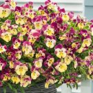 15 Pansy Cool Wave Strawberry Swirl Trailing Pansy HANGING PANSY Seeds Fresh Garden