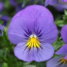 15 Pansy Cool Wave Blue Skies Trailing Pansy HANGING PANSY Seeds Fresh Garden