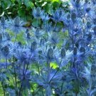 50 Sea Holly Eryngium Alpinum Light Steel Blue Color Metallic Look Seeds Fresh Garden