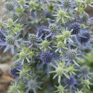 Eryngium Blue Hobbit 50 Sea Holly Seeds Fresh Garden