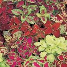 Coleus 50 Fairway Mix Flower Seeds Fresh Garden