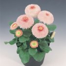 Bellis Bellis Tasso Strawberries N Cream 25 English Daisy Seeds Fresh Garden