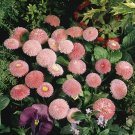 Bellis Bellis Tasso Pink 25 English Daisy Seeds Fresh Garden