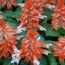 50 Salvia Vista Red And White FLOWER Seeds Fresh Garden